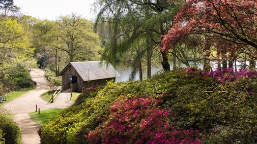 A view of the boathouse at Winkworth from the Azalea Steps with pink blooms of Azaleas in the foreground